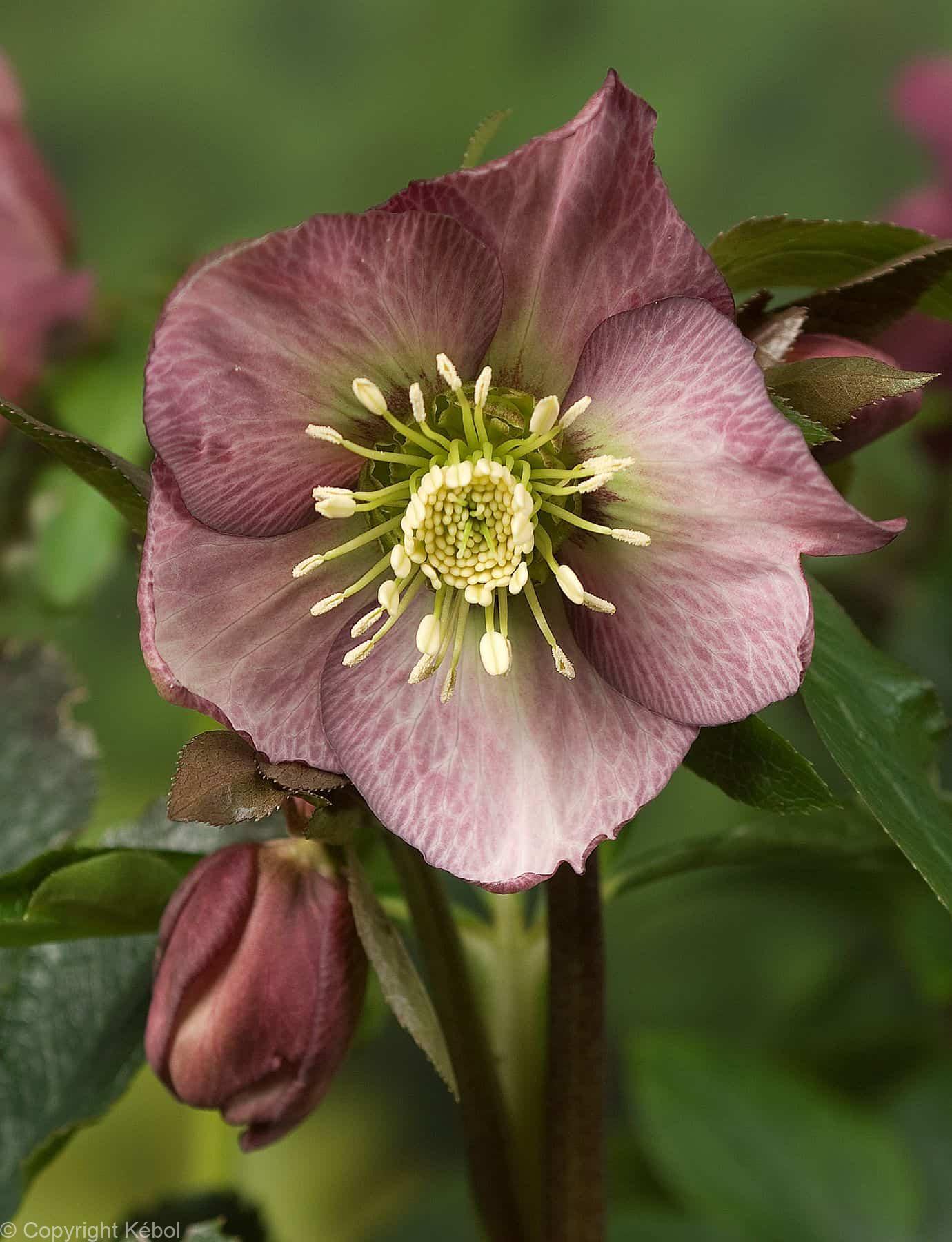 Helleborus Pretty Ellen Red