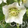 Helleborus Pretty Ellen White