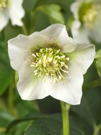 Helleborus Pretty Ellen White - case