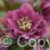 Helleborus Double Ellen Red