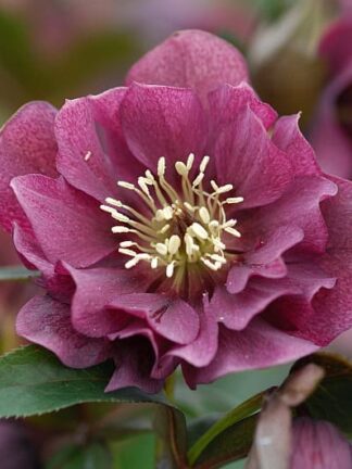 Helleborus Double Ellen Red - case