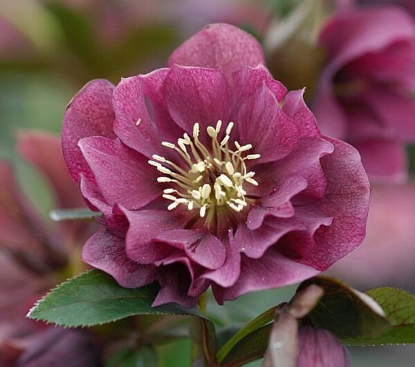 Helleborus Double Ellen Red - bag