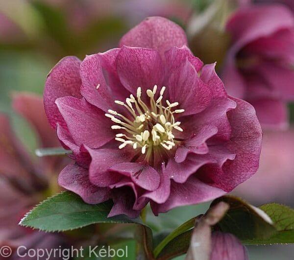Helleborus Double Ellen Red