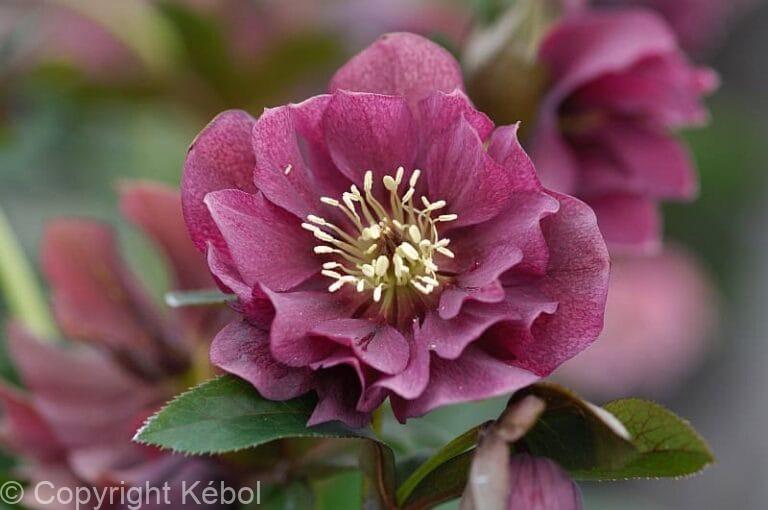 Helleborus Double Ellen Red