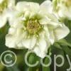 Helleborus Double Ellen White