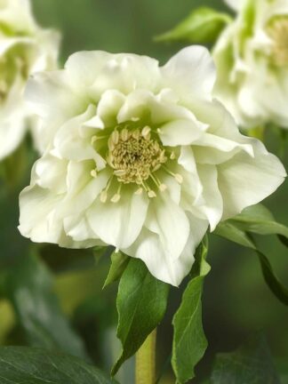Helleborus Double Ellen White - case