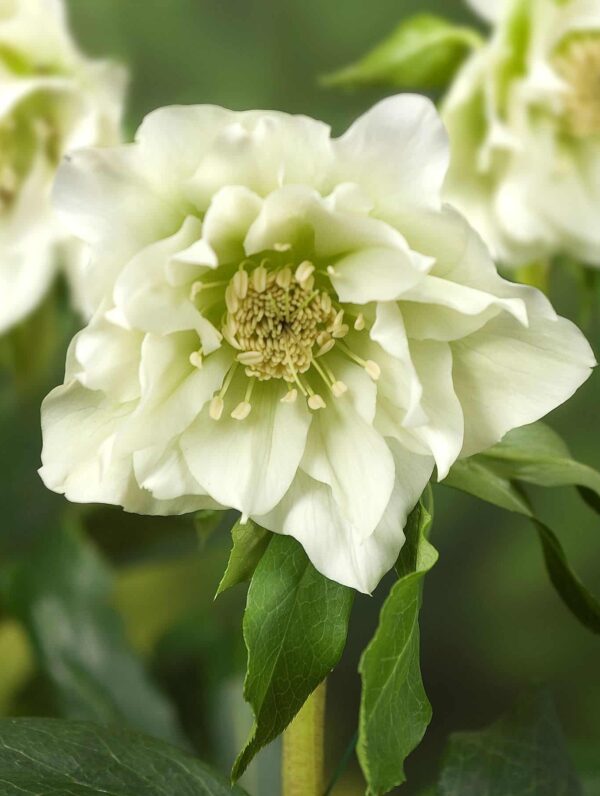 Helleborus Double Ellen White - bag
