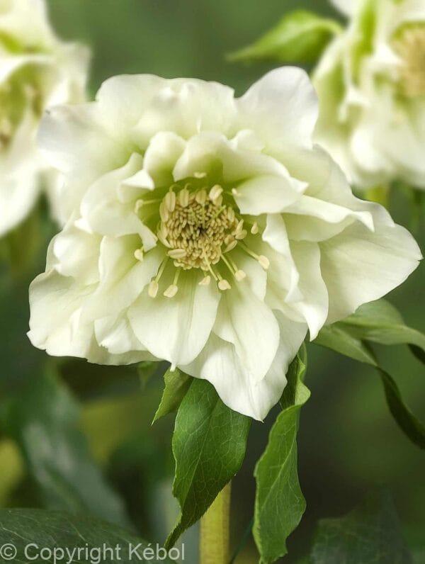 Helleborus Double Ellen White