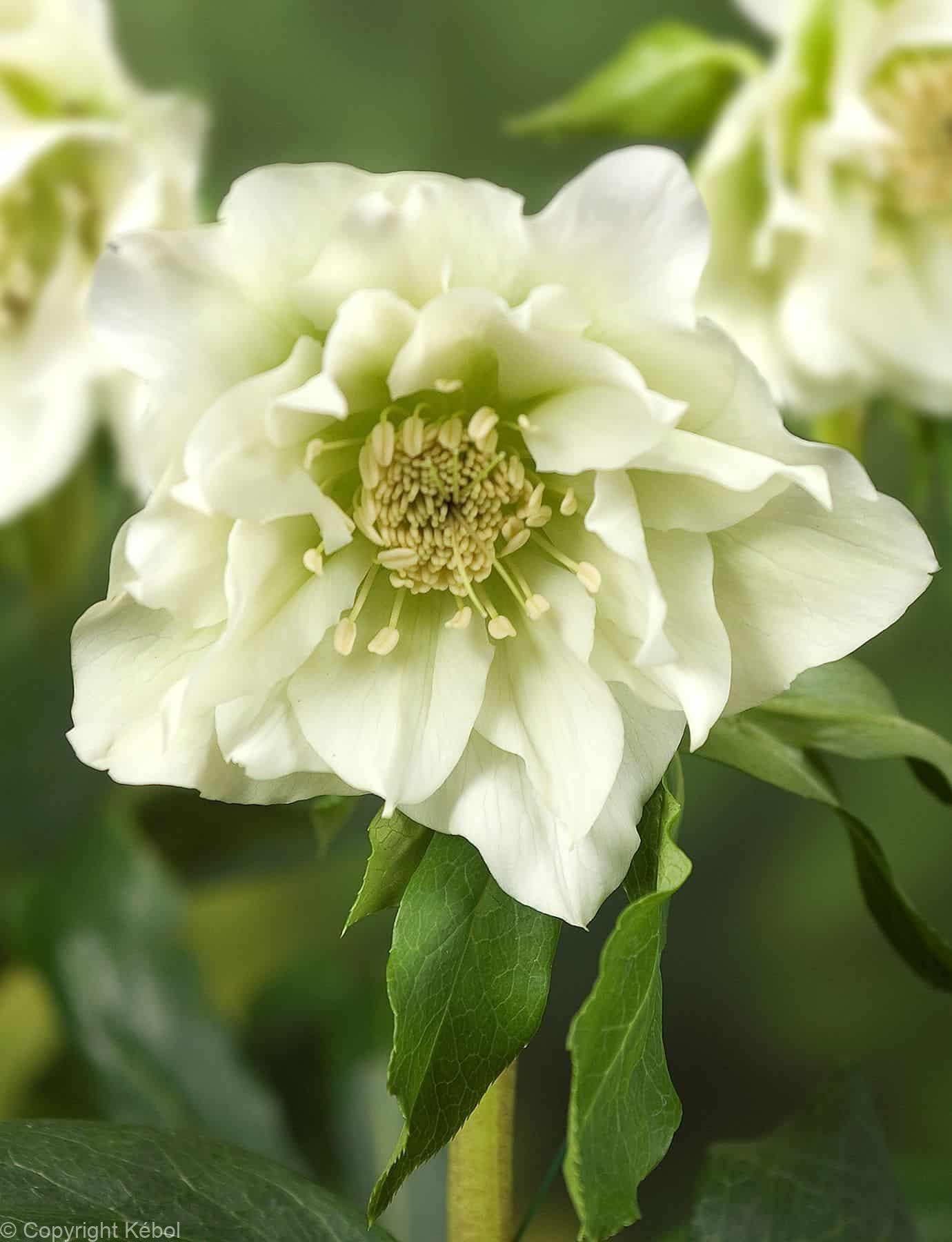 Helleborus Double Ellen White