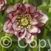 Helleborus Double Ellen Picotee