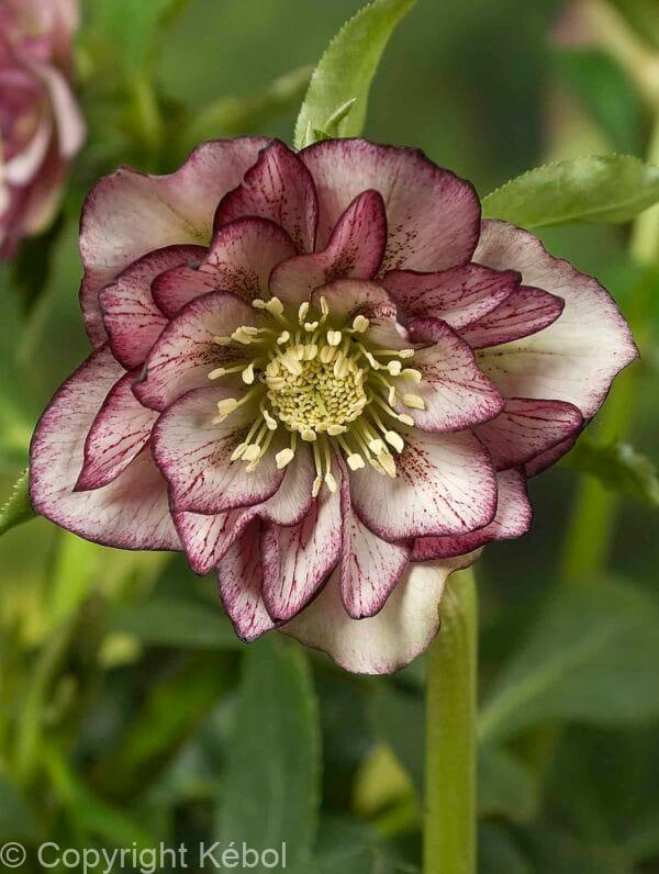 Helleborus Double Ellen Picotee