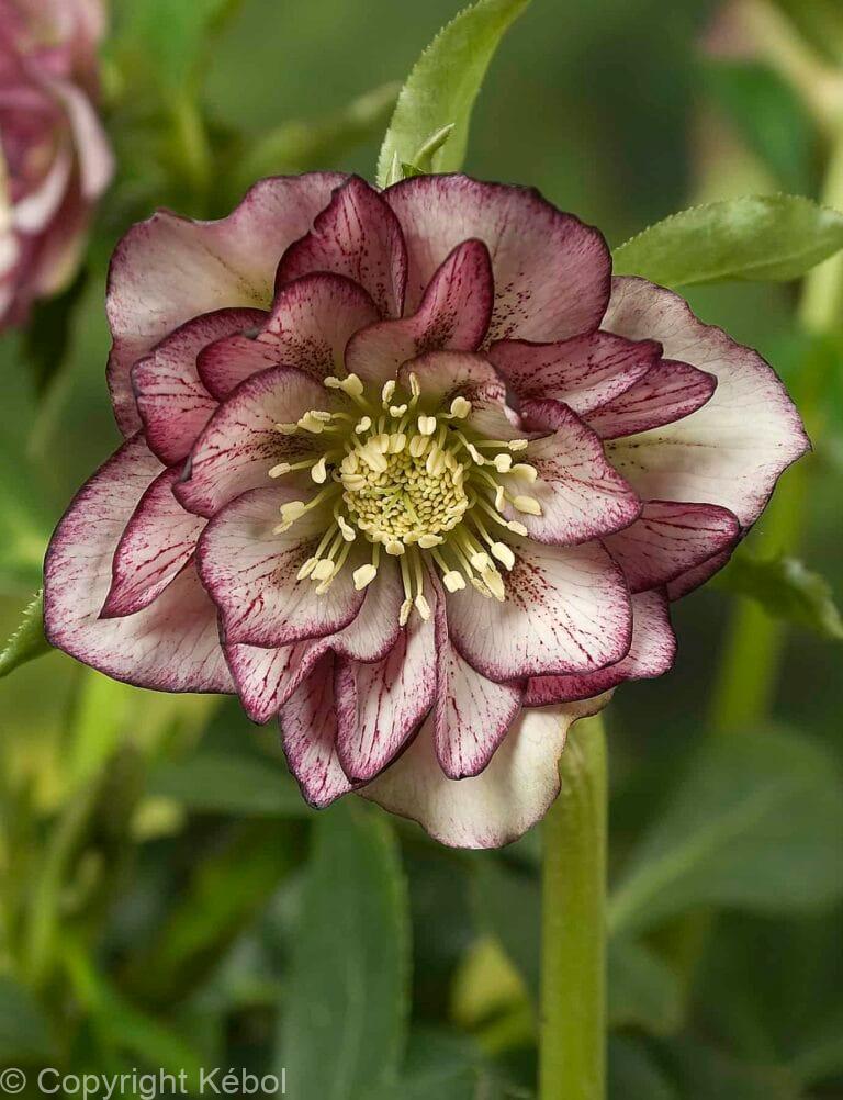 Helleborus Double Ellen Picotee