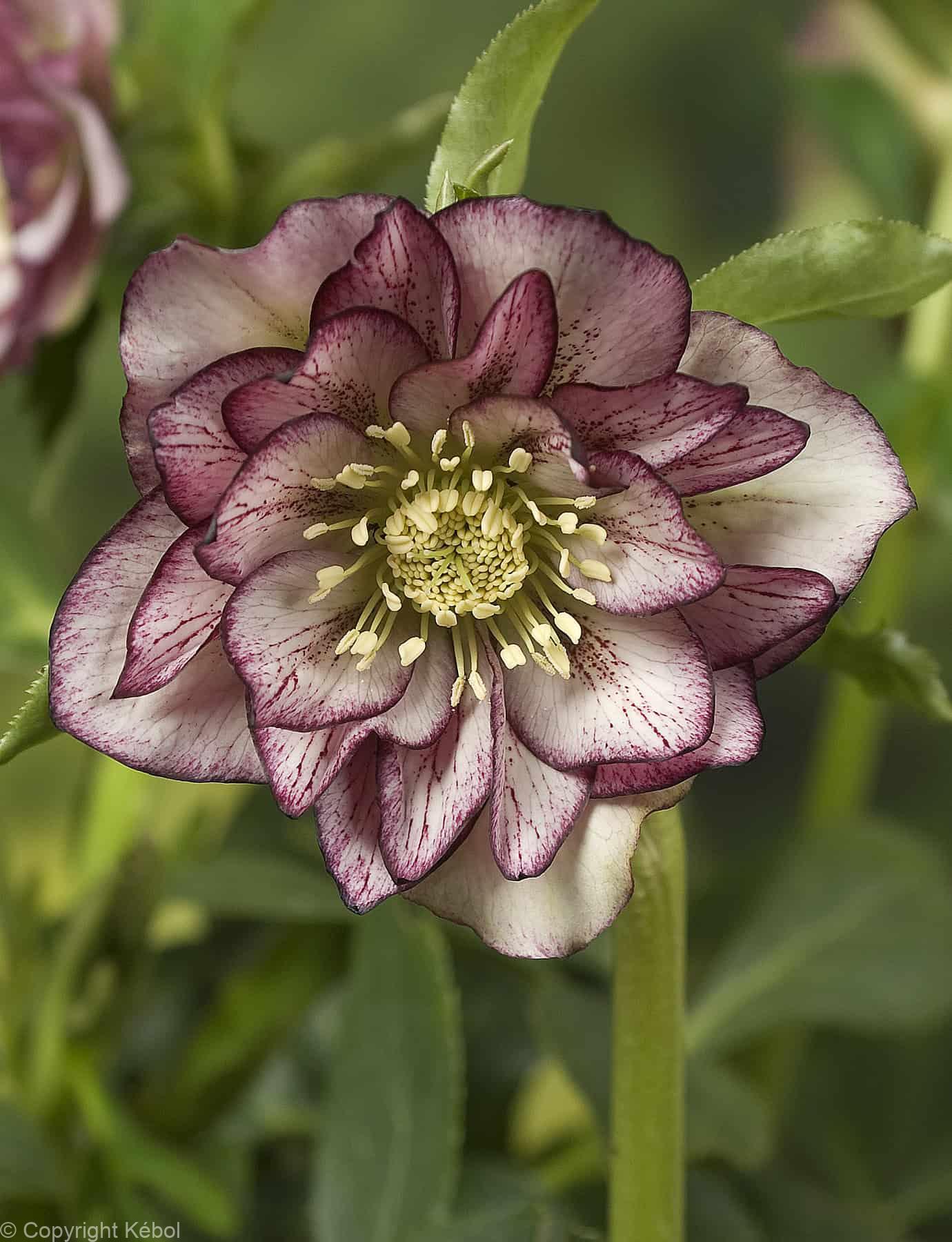 Helleborus Double Ellen Picotee