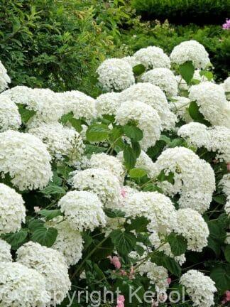 Hydrangea Annabelle