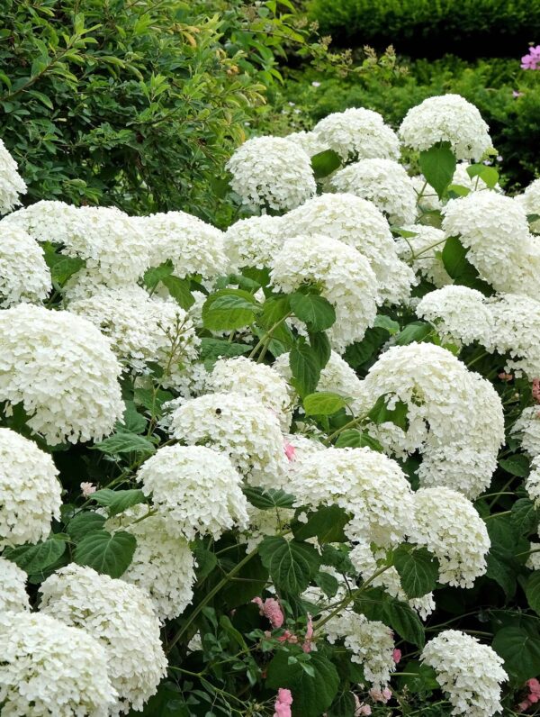 Hydrangea Annabelle