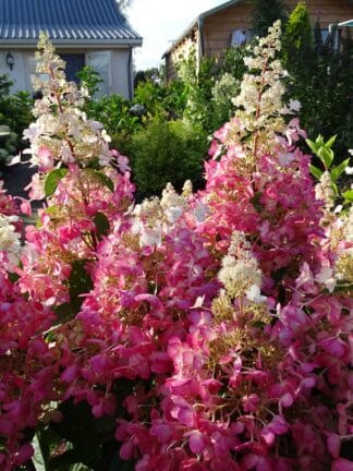 Hydrangea Candlelight - bag