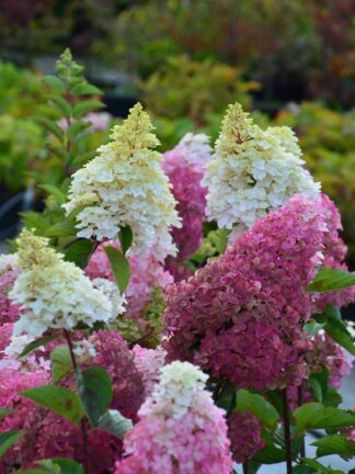 Hydrangea Fraise Melba - case