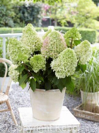 Hydrangea Little Fresco - bag