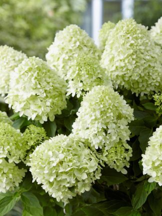 Hydrangea Little Spooky - case