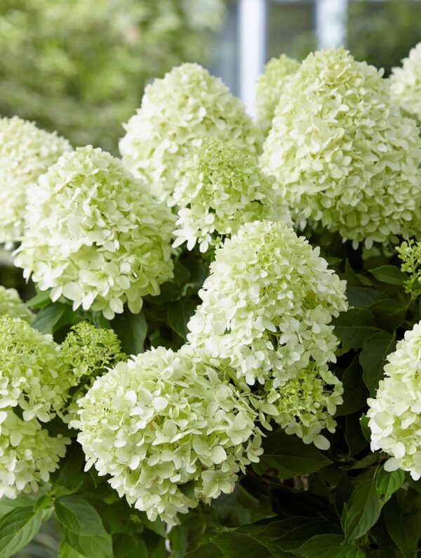 Hydrangea Little Spooky