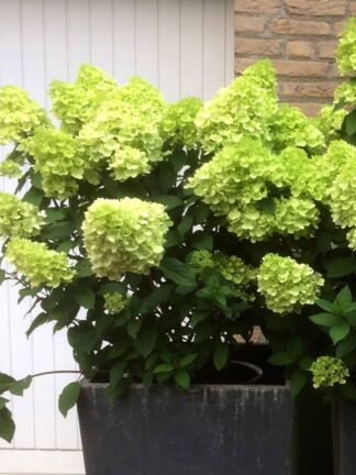 Hydrangea Mojito