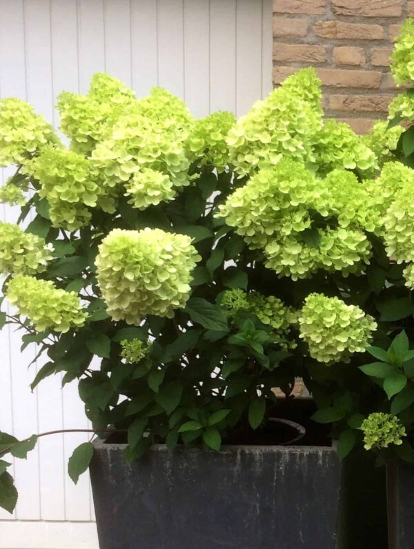 Hydrangea Mojito