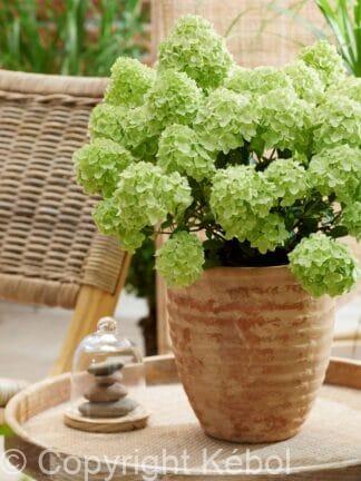 Hydrangea Petite Cherry - bag