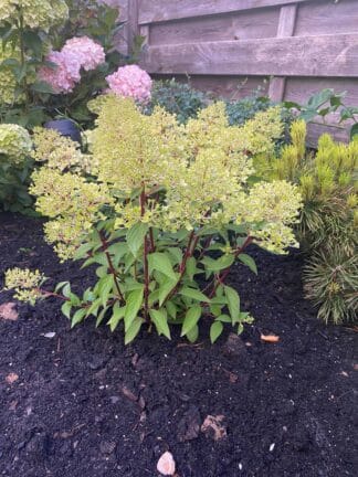 Hydrangea Petite Flori - bag