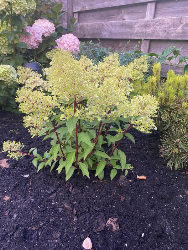 Hydrangea Petite Flori - case