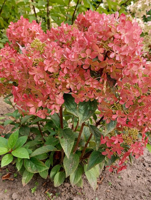 Hydrangea Petite Star - case
