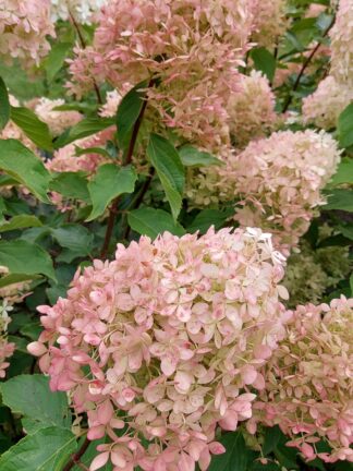 Hydrangea Phantom - bag