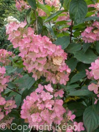 Hydrangea Pink Diamond - bag