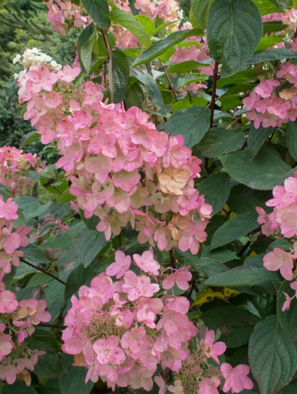 Hydrangea Pink Diamond - case