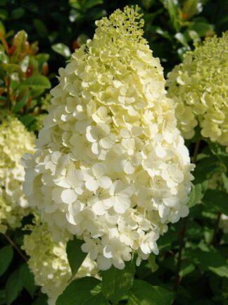 Hydrangea Polar Bear - bag