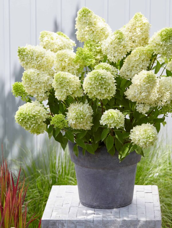 Hydrangea Skyfall - bag