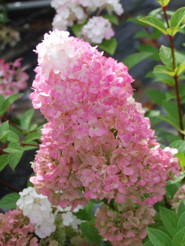 Hydrangea Sundae Fraise - case