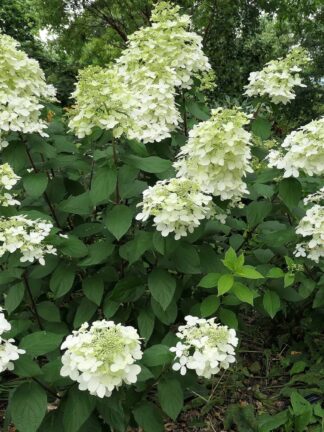 Hydrangea Pink Lady - bag