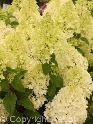 Hydrangea Silver Dollar - bag