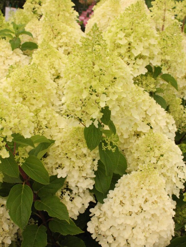 Hydrangea Silver Dollar - bag
