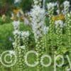 Liatris Alba
