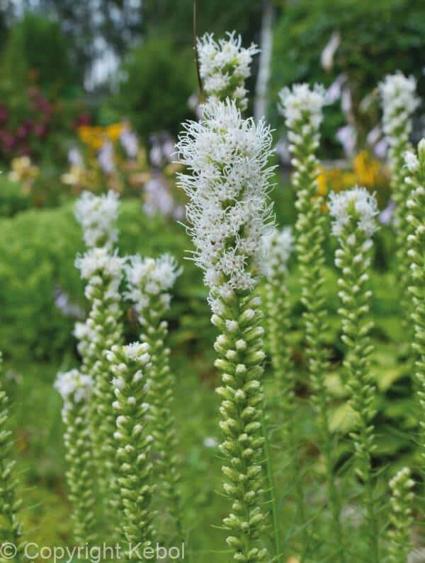 Liatris Alba