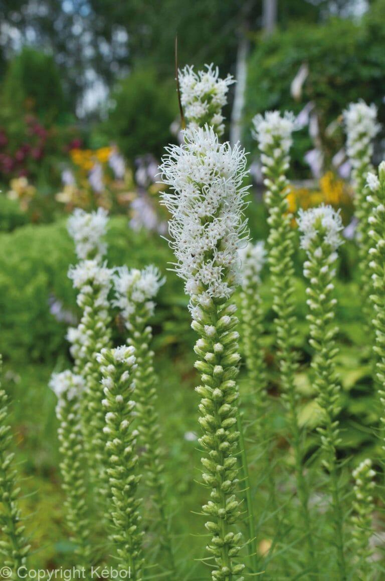 Liatris Alba