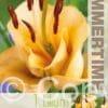 Lilium Apricot Fudge - RB
