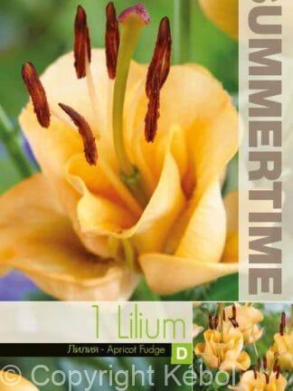 Lilium Apricot Fudge - RB