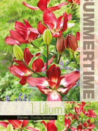 Lilium Double Sensation - RB