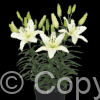 Lilium Fantasiatic Ivory *NEW*