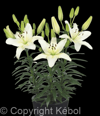 Lilium Fantasiatic Ivory *NEW*