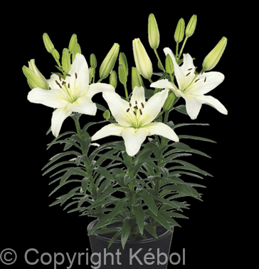 Lilium Fantasiatic Ivory *NEW*
