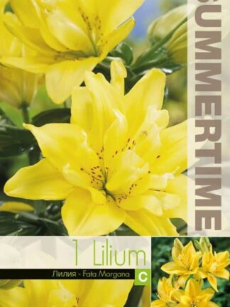Lilium Fata Morgana - RB