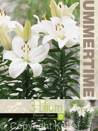 Lilium Gwen - RB